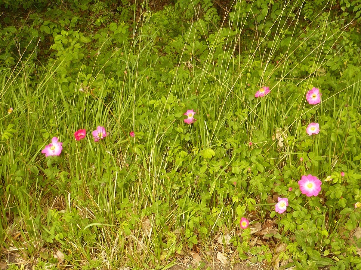 Rosa gallica (Rosaceae)